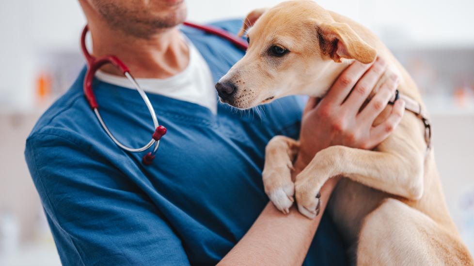 Amlodipine Besylate for Dogs and Cats Dog, Cat, Pet Medication PetMD