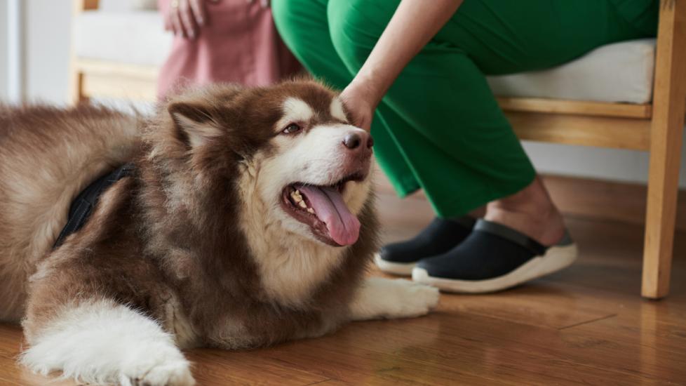 Gentamicin for Dogs and Cats Dog, Cat, Pet Medication PetMD PetMD