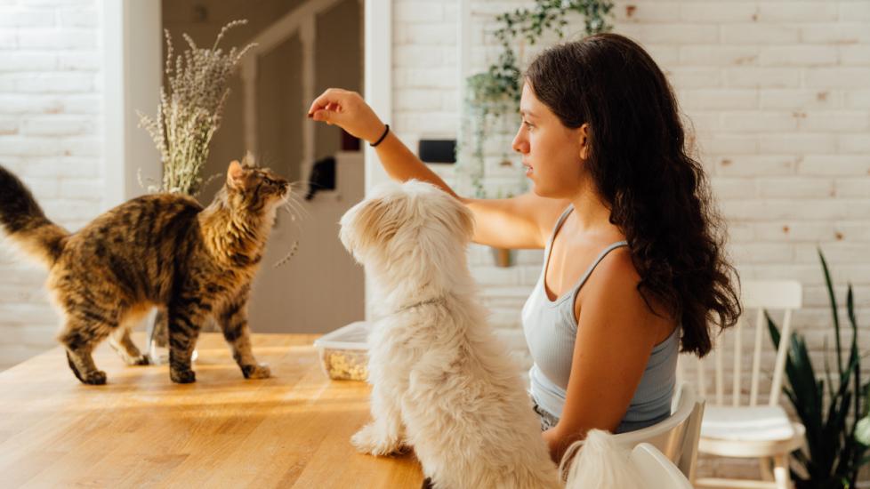 woman playing with dog and cat on counter