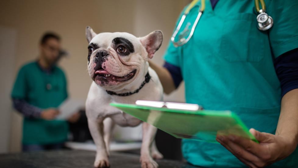 bulldog standing on vet exam table