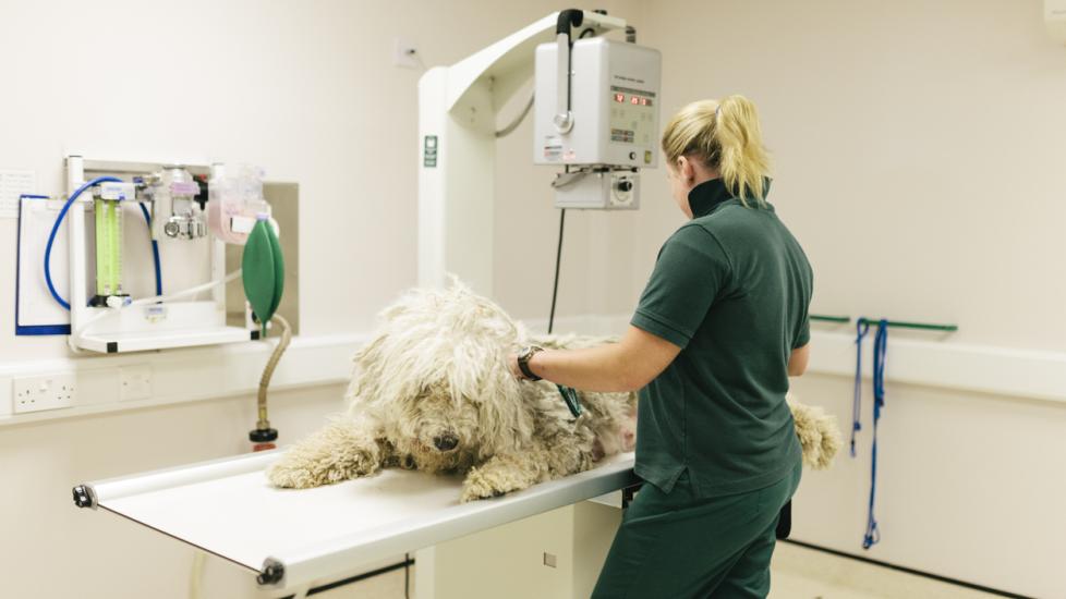 dog getting an xray at vet hospital