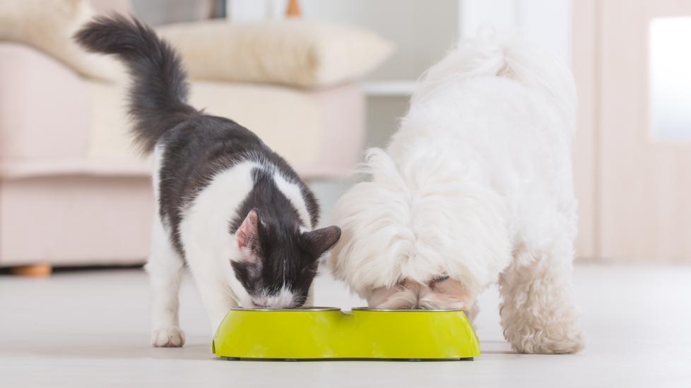 dog and cat eating from bowls on floor