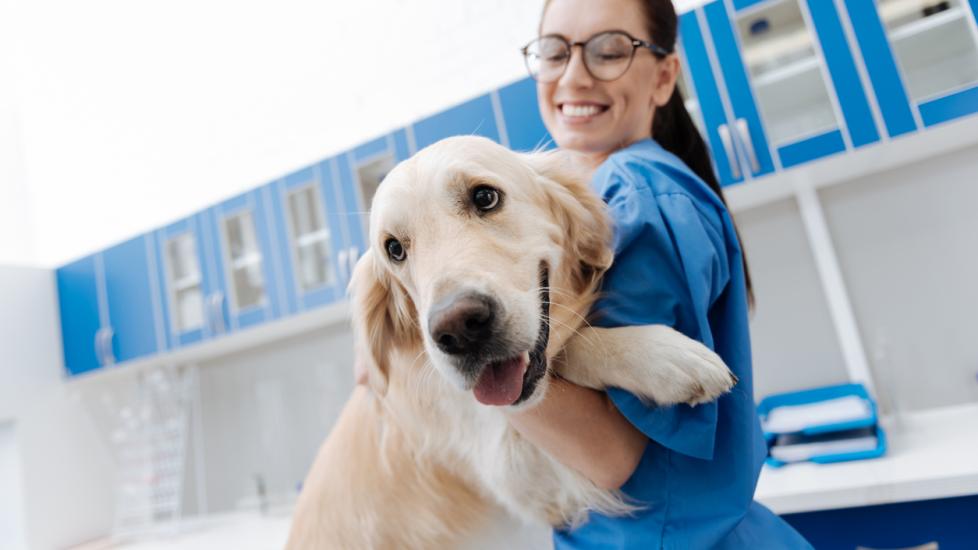 white labrador at vet being hugged by veterinarian 