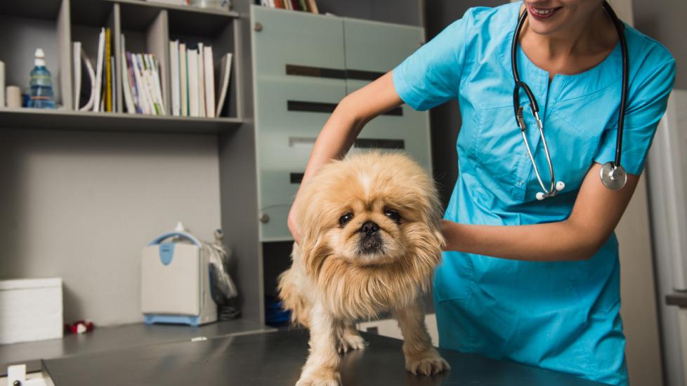 vet examining fluffy dog in clinic