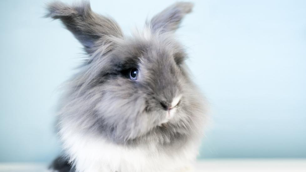 Lionhead Rabbit PetMD