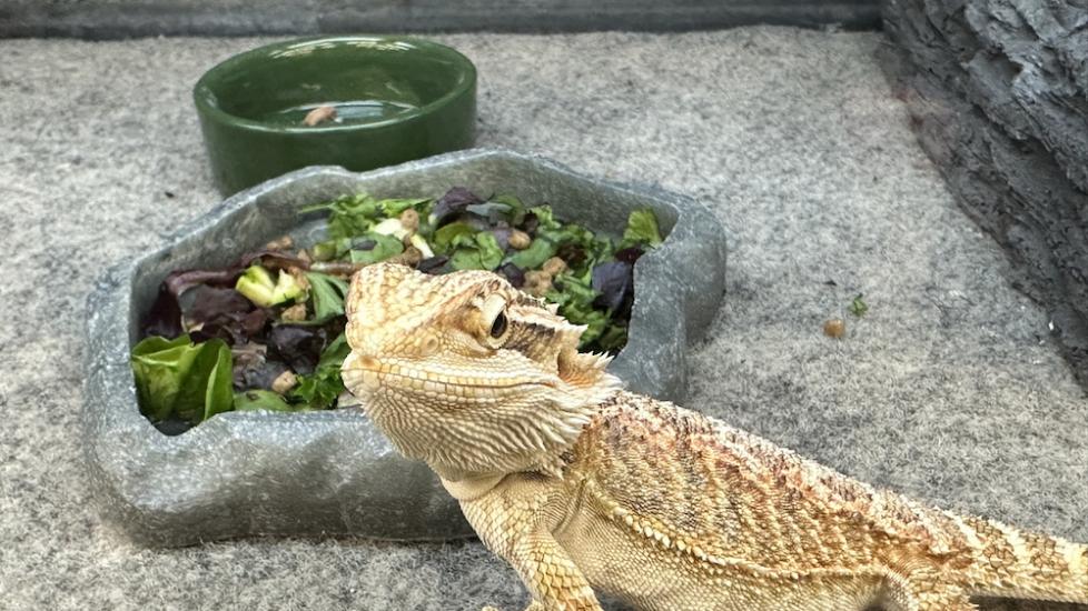 Vegetarian store pet lizards