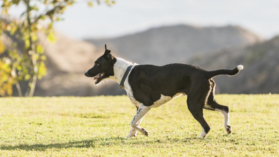 black and white mountain cur dog running through grass in the sunshine