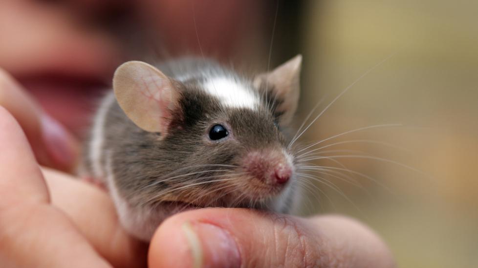 Pet mouse closeup