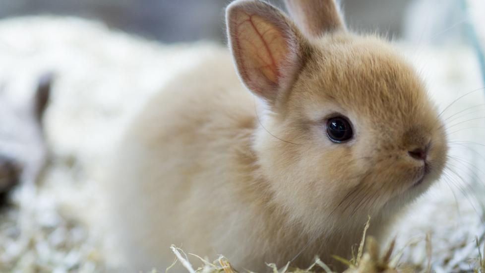 Cute Netherland dwarf rabbit