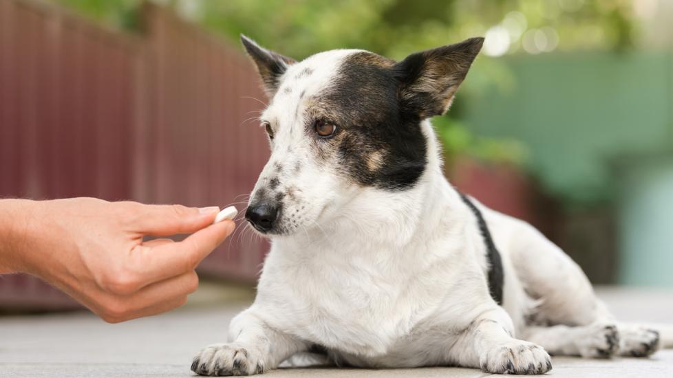 A pet parent gives their pup a pill.