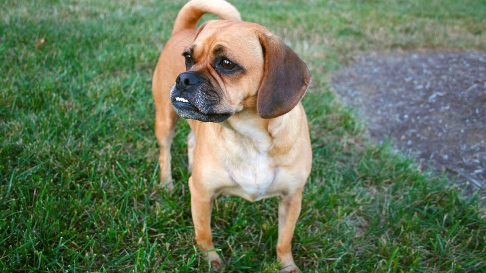 brown puggle dog standing in grass