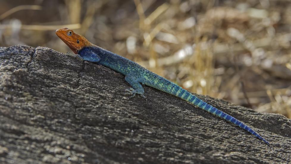 Arid Lizard Care Sheet PetMD