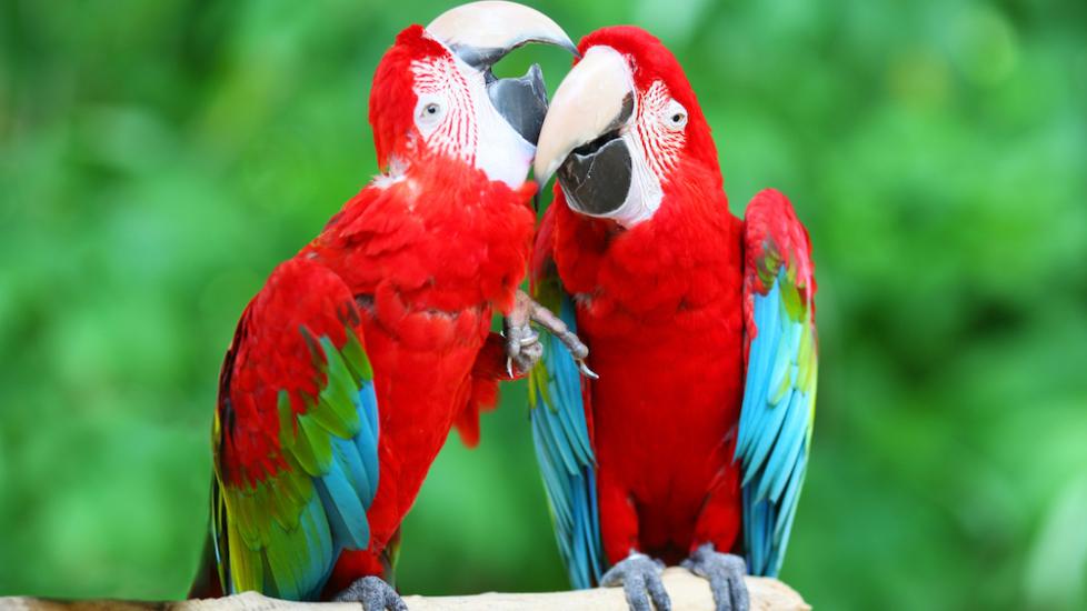 Two red macaws