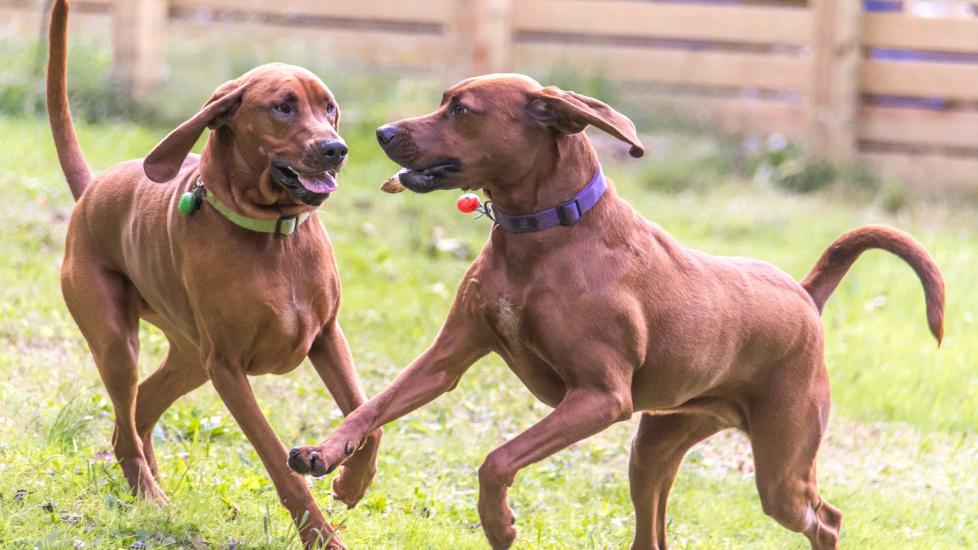 two redbone coonhounds playing outside