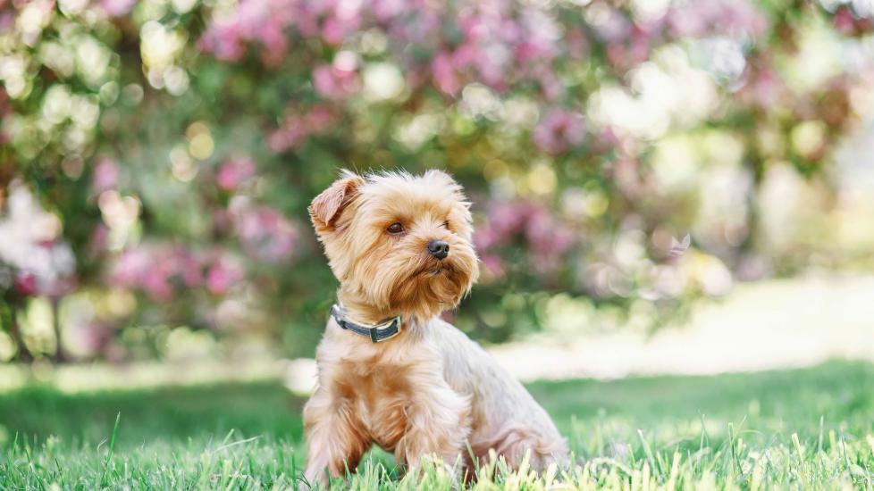 small yorkie dog sitting outside in grass in front of a flowering bush