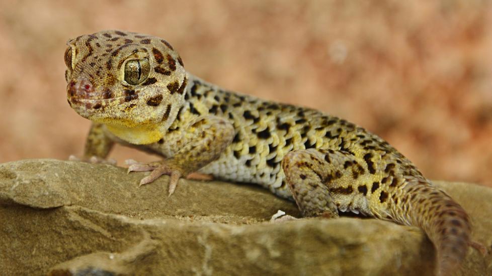 Tibetan frog-eyed gecko