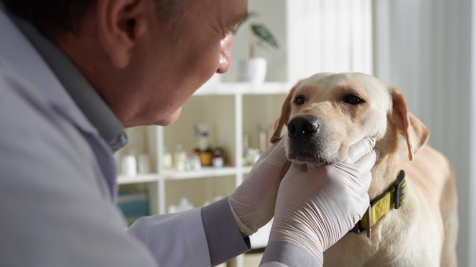 A vet examines a dog.
