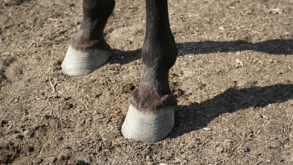 Two horse hooves