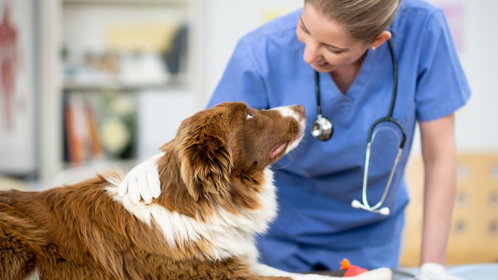 Insurance for Dogs: How Does It Work? PetMD