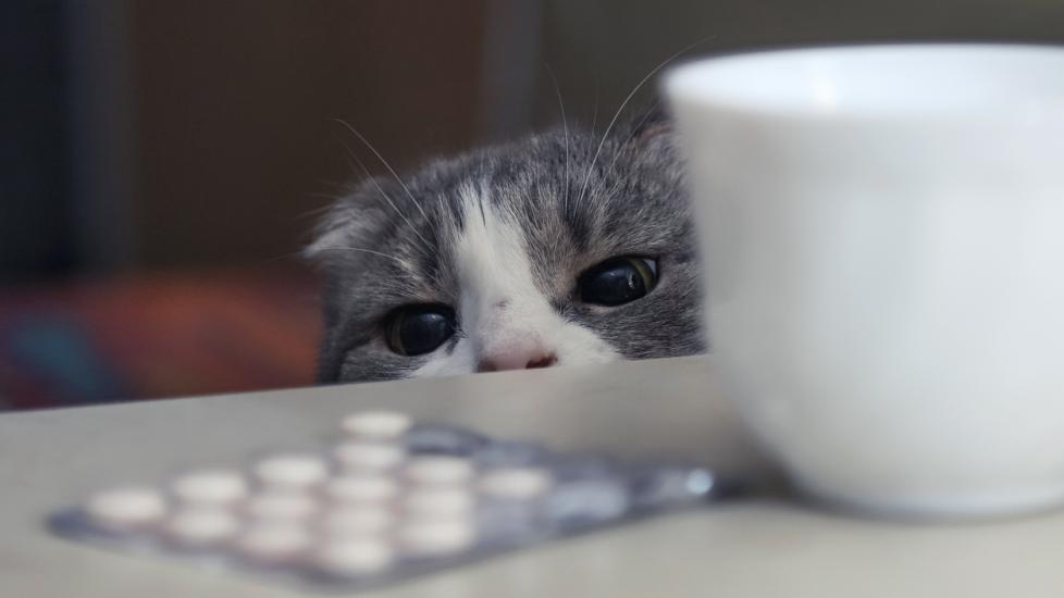 My Cat Ate a Vitamin D Pill. Now What? PetMD