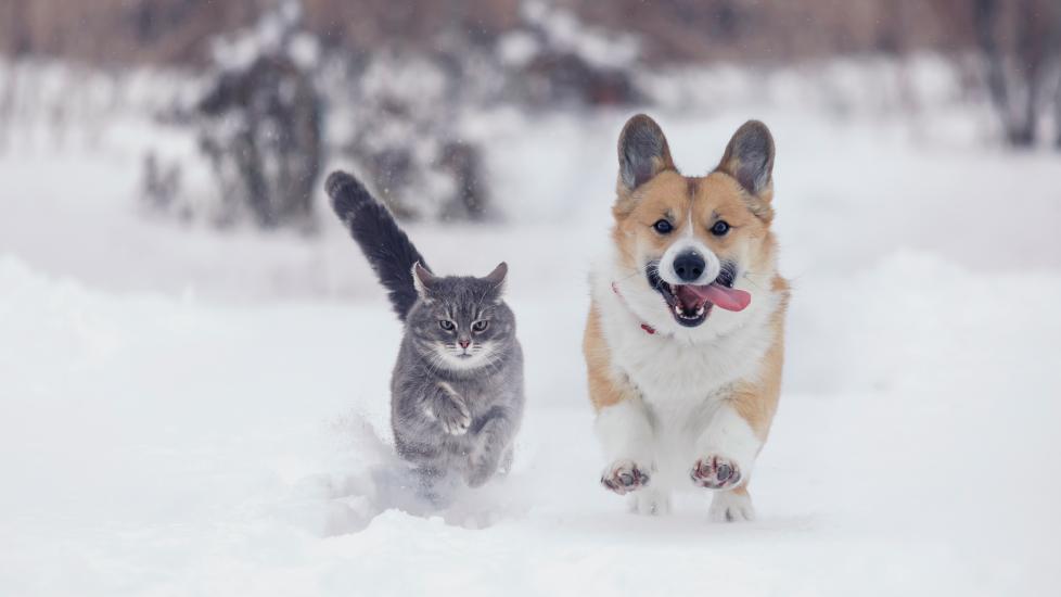 A Corgi and a cat run through the snow.
