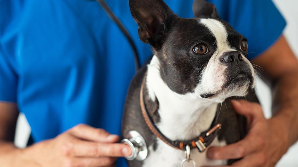 A Boston Terrier is examined by a veterinarian. 