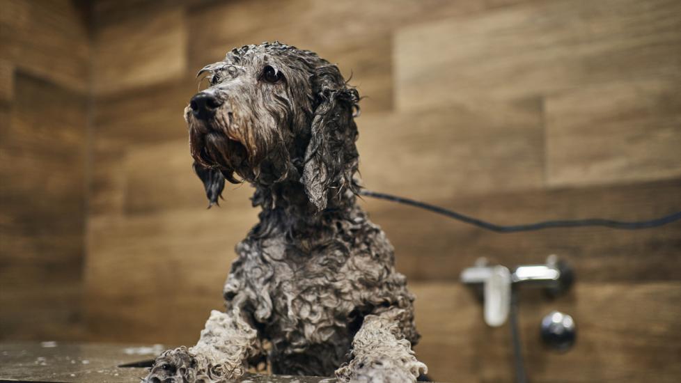 Can You Use Human Shampoo on Dogs? PetMD