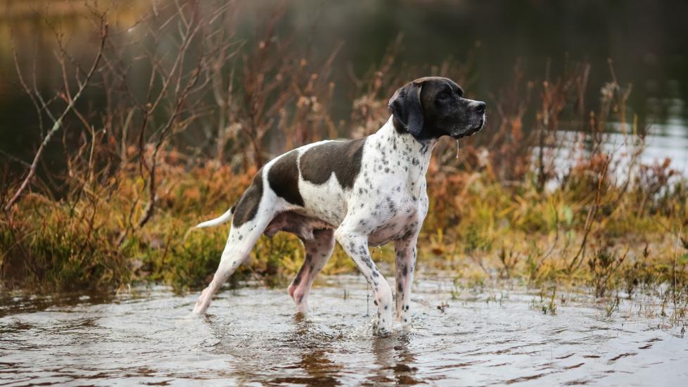 A dog stands in a shallow swamp.