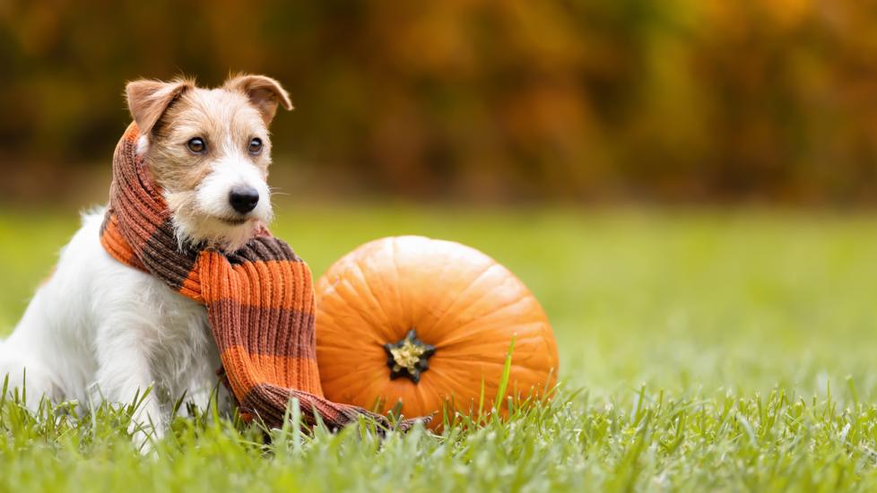 A Jack Russell Terrier sits with a pumpkin on an autumn day.