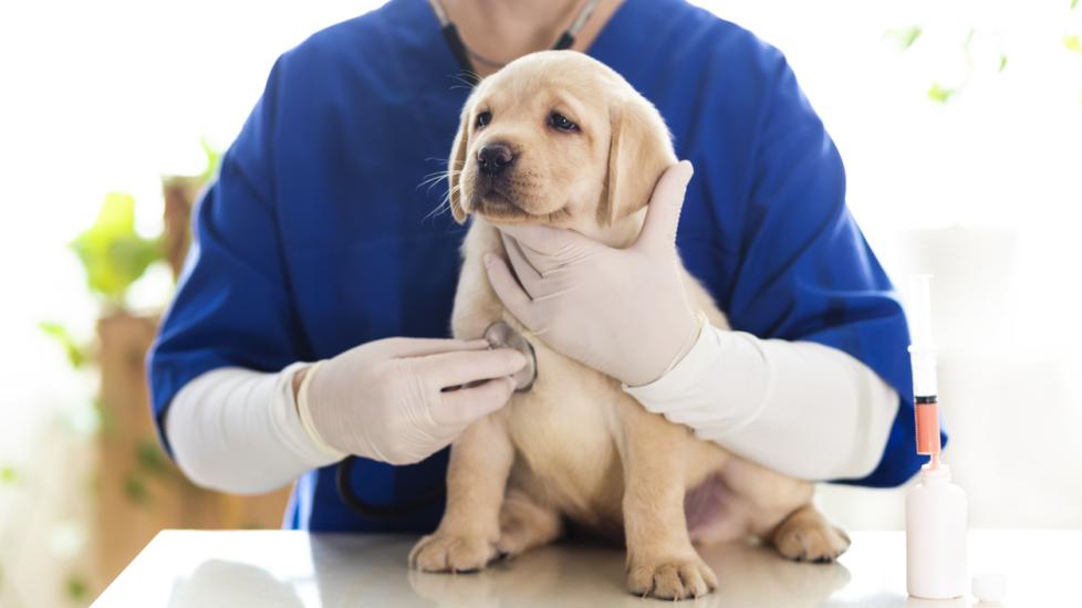 A yellow lab puppy gets a check-up from their vet.