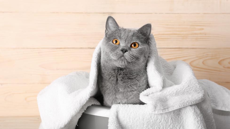 A cat sits in a bathtub wrapped in a towel.