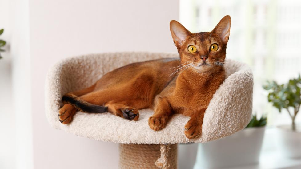 abyssinian cat sitting in a cat tree looking at the camera