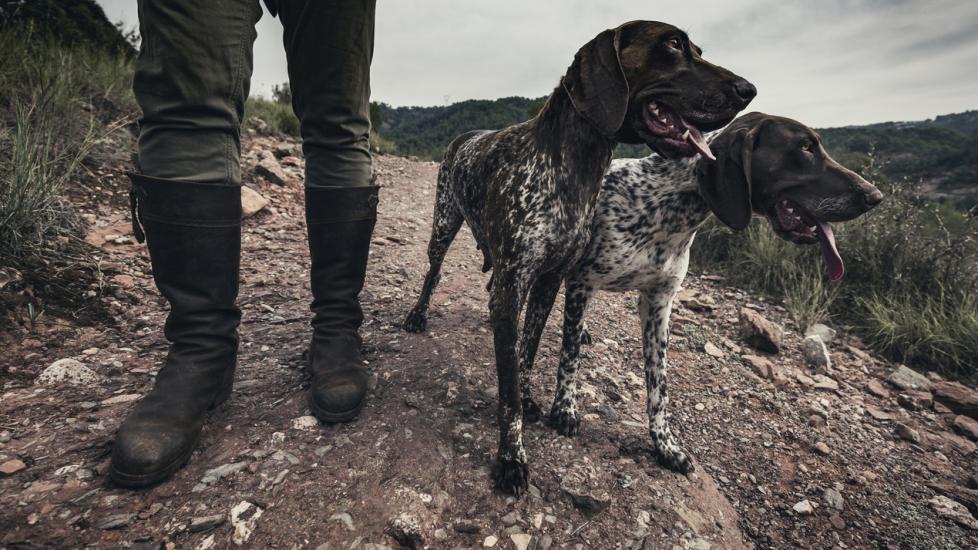 two hunting dogs standing at a hunter's feet