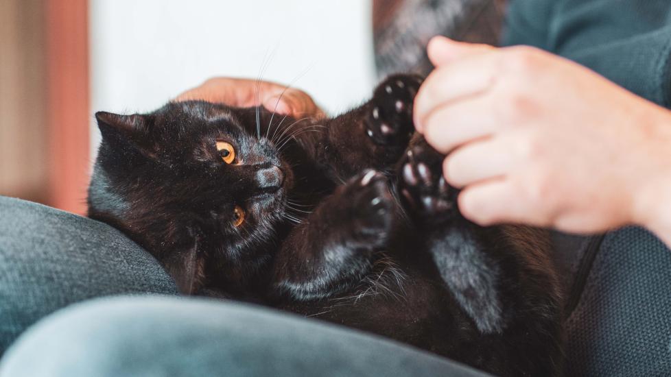 black cat lying in a person's lap and playing with their hands