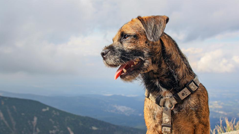 scruffy border terrier sitting in front of mountains and looking to the side