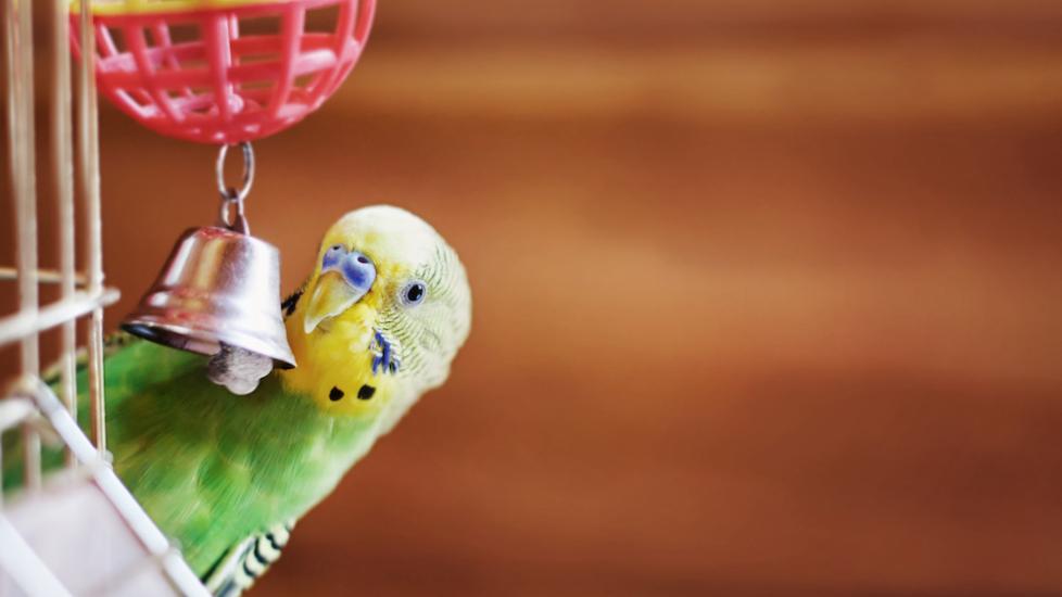 Budgie playing with toy
