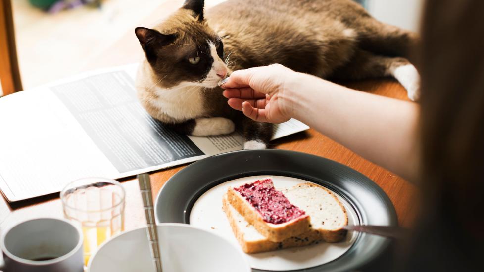 brown and white cat lying on a table next to a woman eating toast