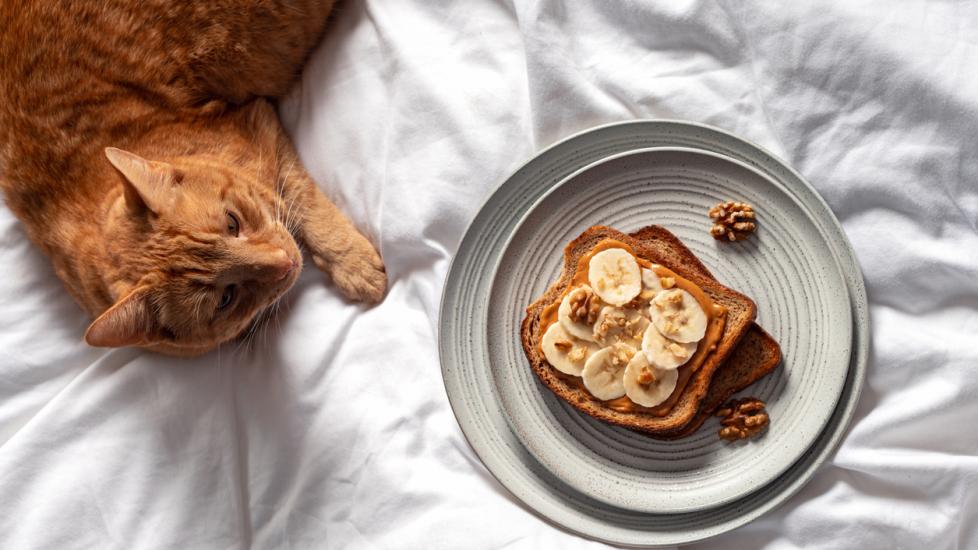 orange cat lying on a bed looking at toast with peanut butter and bananas on it