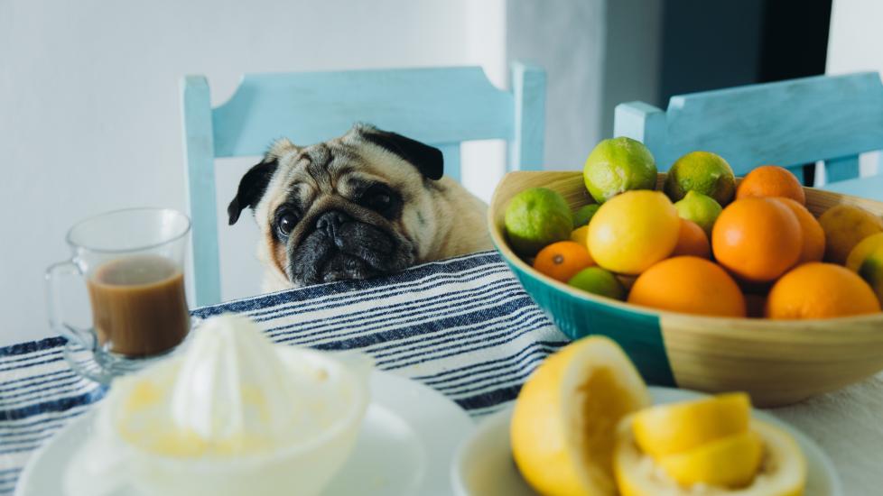 pug sitting on a kitchen chair looking at lemons on the table