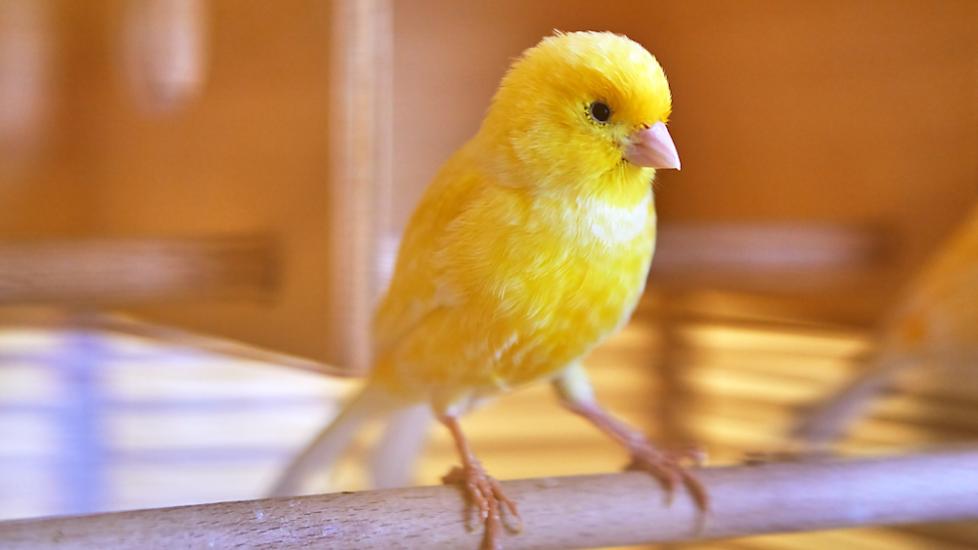 Pet canary