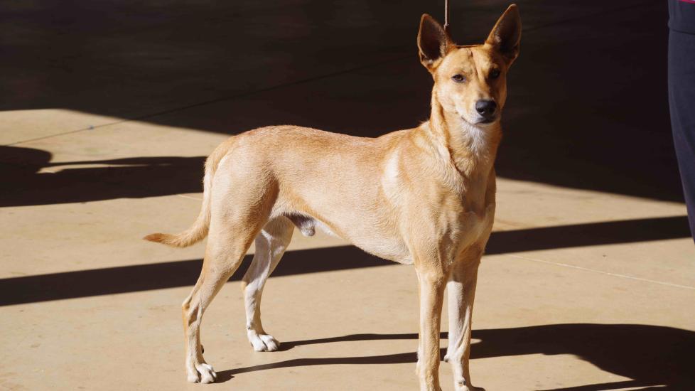 Carolina Dog Breed Health and Care PetMD