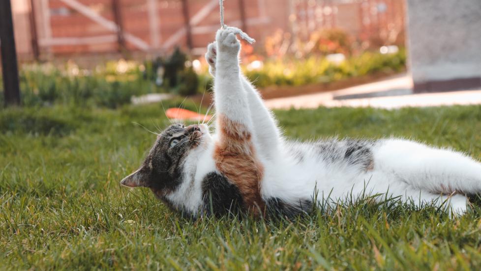 A cat plays with string on the grass.