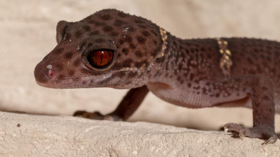 Chinese cave gecko