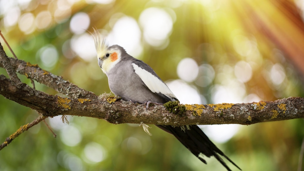 https://image.petmd.com/files/styles/978x550/public/2023-09/cockatiel-on-a-branch.png