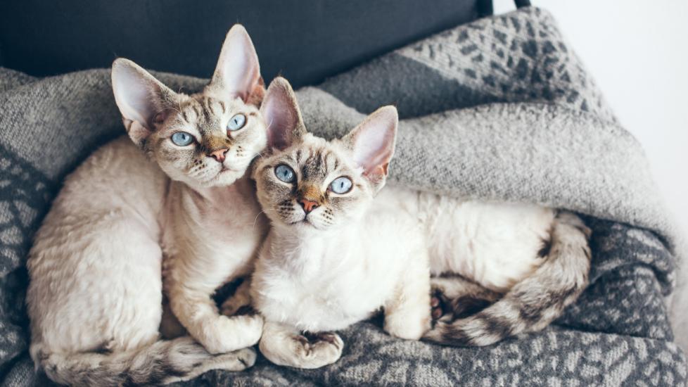 Curly haired devon rex sales cat