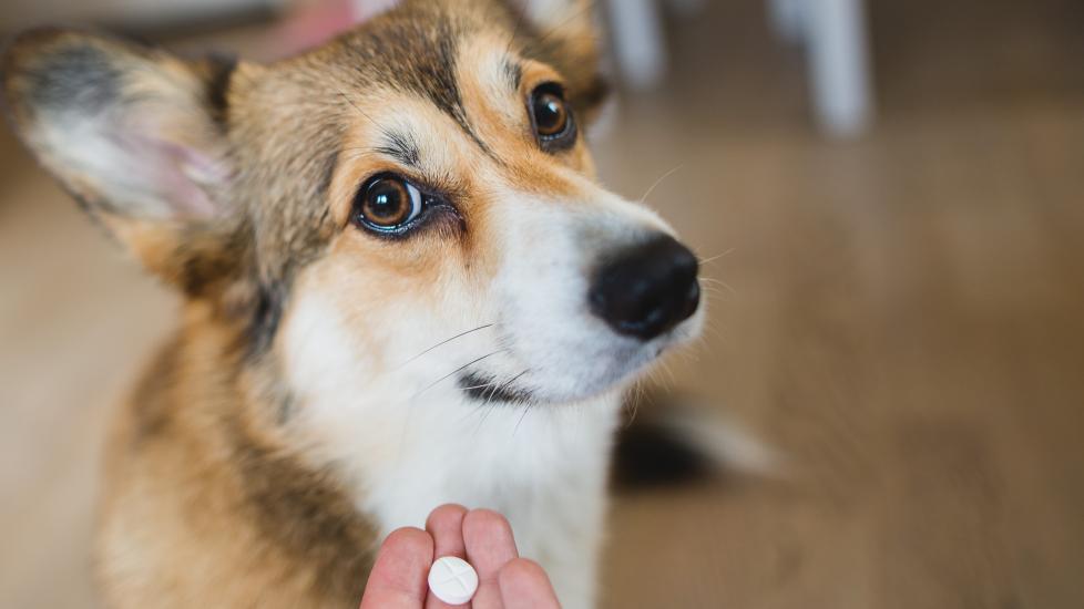 A pet parent gives their Corgi a pill.