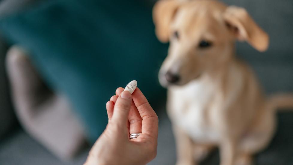 A pet parent looks at a pill with their pup in the foreground.