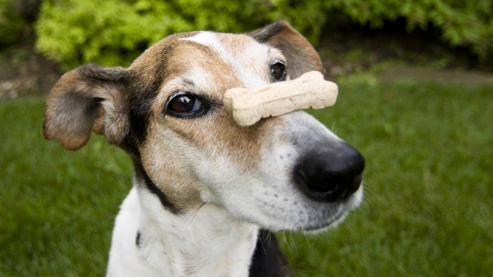 A dog balances a treat on their nose.
