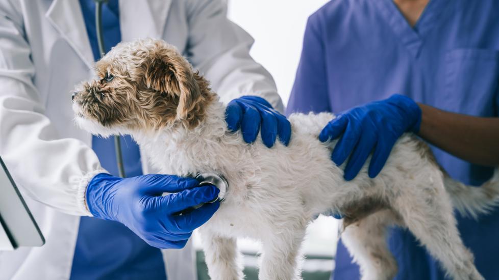 gabapentin in dogs with liver disease