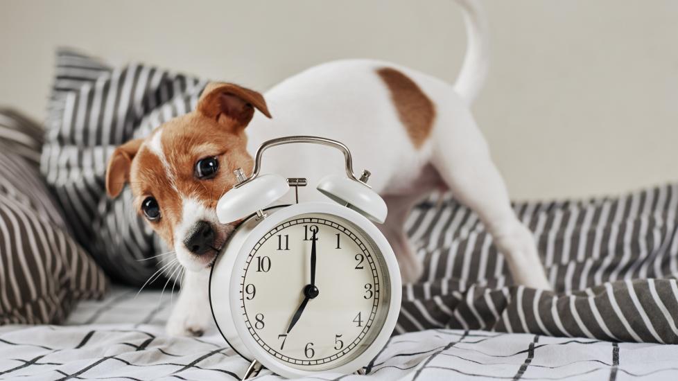 A Jack Russell Terrier puppy looks at an alarm clock.